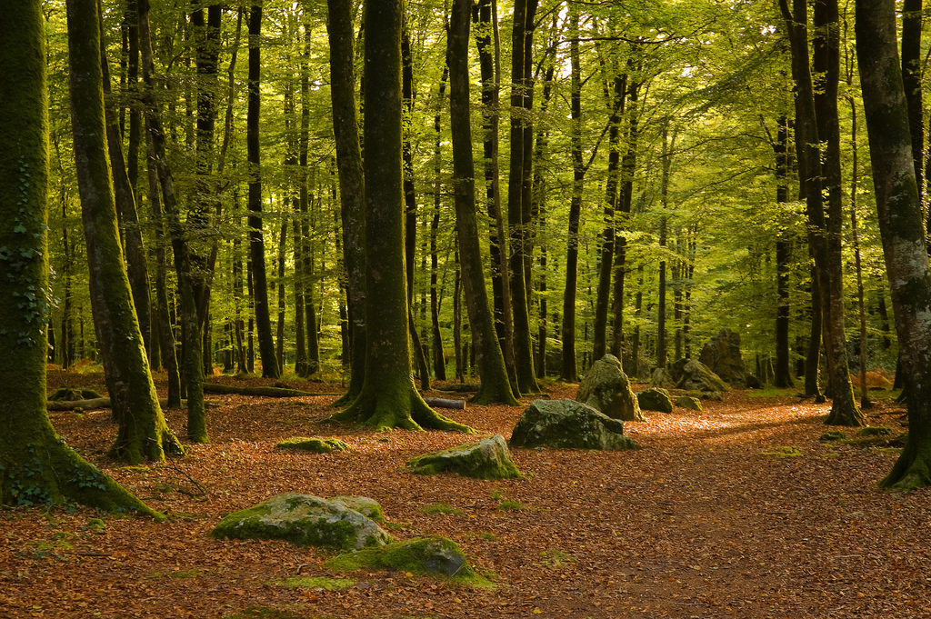 Cordon des Druides