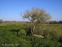 Gouville-sur-Mer menhir - PID:29554