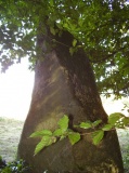 Chataigneraie menhir - PID:94829