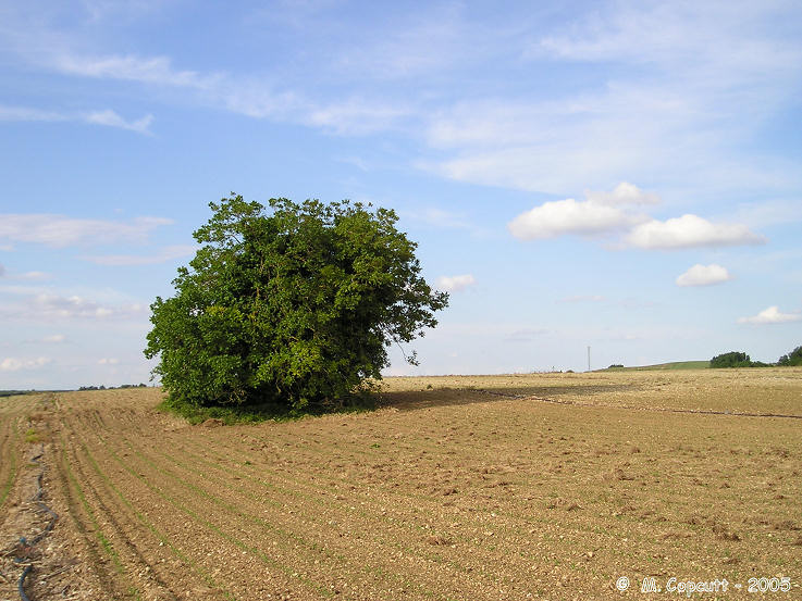 Click for full size image of Dolmen de la Boucharderie (PID:17931) Dolmen de la Boucharderie