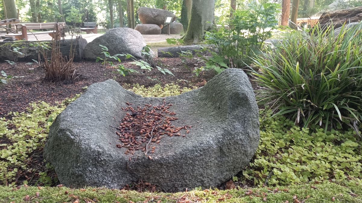 Click for full size image of Schälchenstein und Mahlsteinsammlung im Tierpark Wolgast (PID:291729) Schälchenstein und Mahlsteinsammlung im Tierpark Wolgast