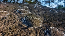 Click for full size image of Schälchenstein Nadrensee (PID:266624) Schälchenstein Nadrensee