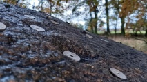 Click for full size image of Schälchenstein Nadrensee (PID:266622) Schälchenstein Nadrensee