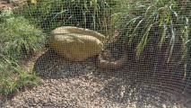 Click for full size image of Schälchenstein und Mahlsteinsammlung im Tierpark Wolgast (PID:291724) Schälchenstein und Mahlsteinsammlung im Tierpark Wolgast