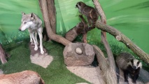 Click for full size image of Schälchenstein und Mahlsteinsammlung im Tierpark Wolgast (PID:291710) Schälchenstein und Mahlsteinsammlung im Tierpark Wolgast