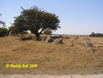 Nobbin Riesenberg - PID:42115