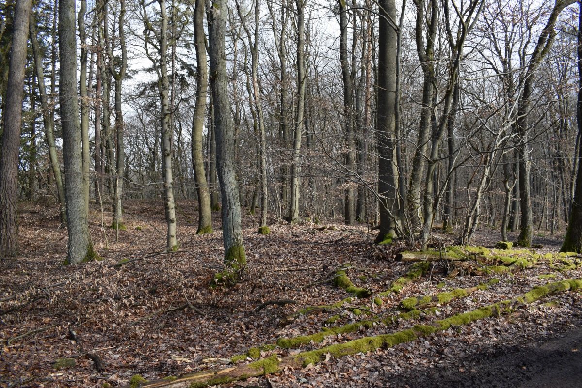 Click for full size image of Alte Schanz Ohligs-Berg (PID:257021) Alte Schanz Ohligs-Berg