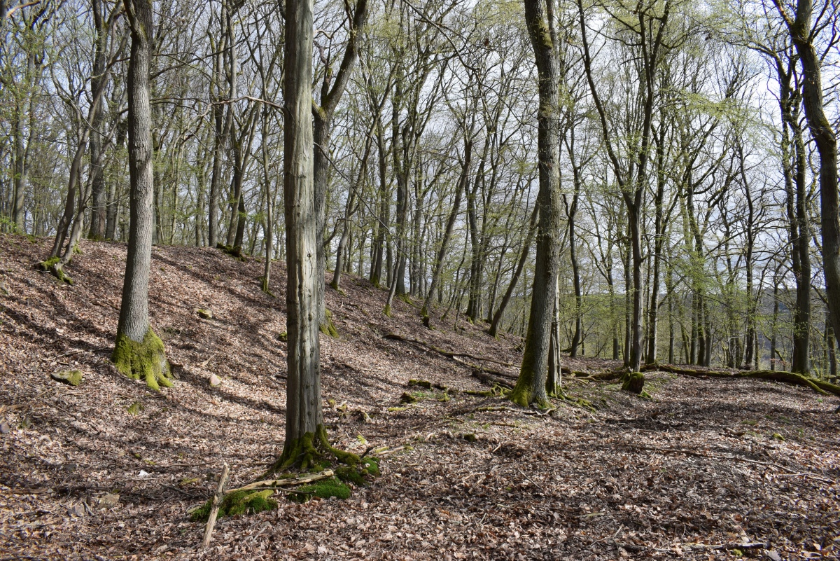 Alte Schanz Ohligs-Berg (PID:257016) Alte Schanz Ohligs-Berg