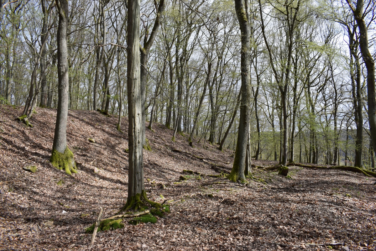 Alte Schanz Ohligs-Berg