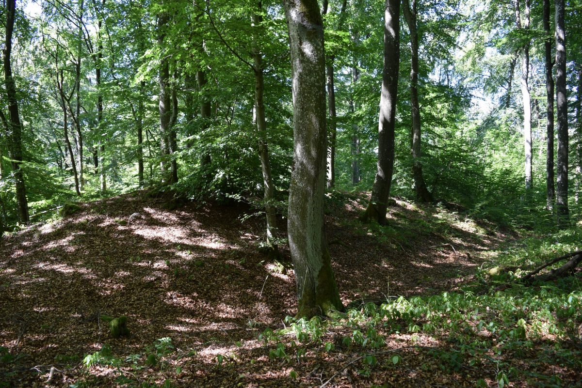 Altburg Niederhersdorf (PID:214363) Altburg Niederhersdorf