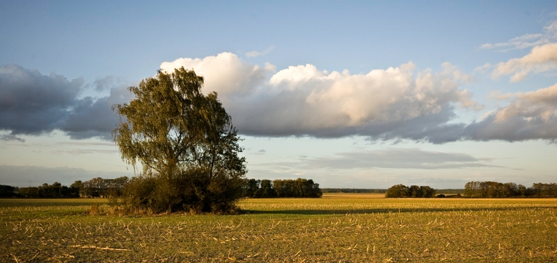 Leetze Steingrab 1