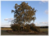 Click for full size image of Leetze Steingrab 1 (PID:51070) Leetze Steingrab 1