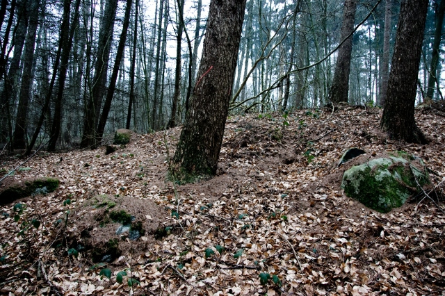 A Round Barrow in a small forest with some bigger stones around.