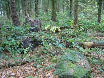 Behrensbrook Langbett 5 - PID:35006