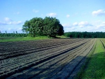 Wasbek Grabhuegel - PID:54218