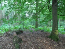 Sachsenwald Alter Hau (1) - PID:63227