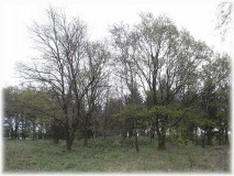 Wuesten Grabhuegel - PID:56519