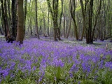 Birchanger Woods - Essex