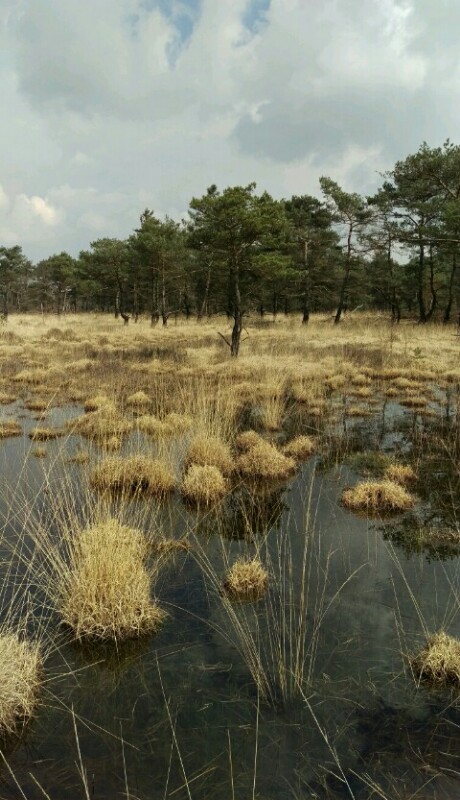 Land of the Menapii tribe: Kalmthoutse Heide Kalmthoutse Heide/De Zoom is a surprising and otherworldly 60 sq km of marsh, mere and sandy forest straddling Belgium and Holland. This part of the Low Countries was the home of the Menapii tribe, of whom Caesar said: