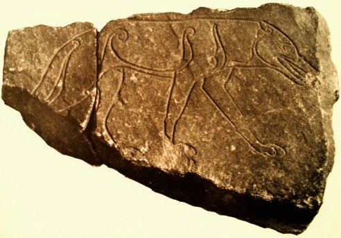Stone fragment dating from the 7th century CE carved with an incised figure of a wolf. This is probably a Celtic design, rather than Viking. The stone was found at Ardross, Easter Ross, but now resides in the Inverness Museum along with several other interesting stones.
