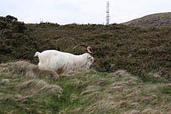 Kashmiri Goat - PID:59711