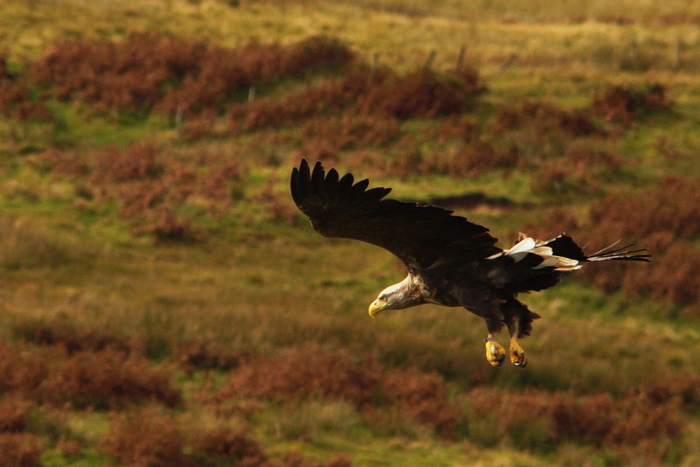 Tenga (Mull) White tailed fish eagle