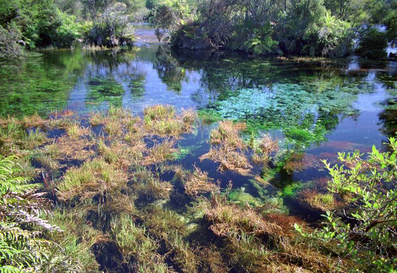 Te Waikoropupu Springs