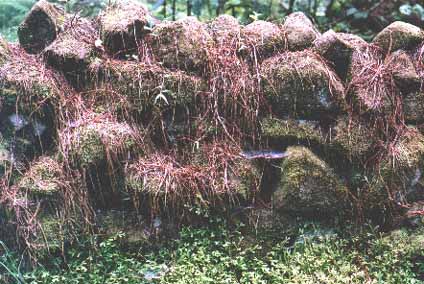 Waipoua Stone City