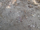 Click for full size image of Cammeraygal Midden (PID:128191) Cammeraygal Midden