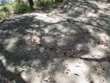 Click for full size image of Berry Island (PID:128180) Berry Island