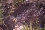 Click for full size image of Paita Valley Petroglyphs (PID:64914) Paita Valley Petroglyphs