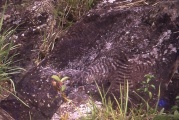 Paita Valley Petroglyphs