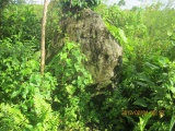 Click for full size image of O'utuyam (PID:133553) O'utuyam