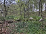 Click for full size image of Lille Bøgeskov Langdysse (PID:211185) Lille Bøgeskov Langdysse
