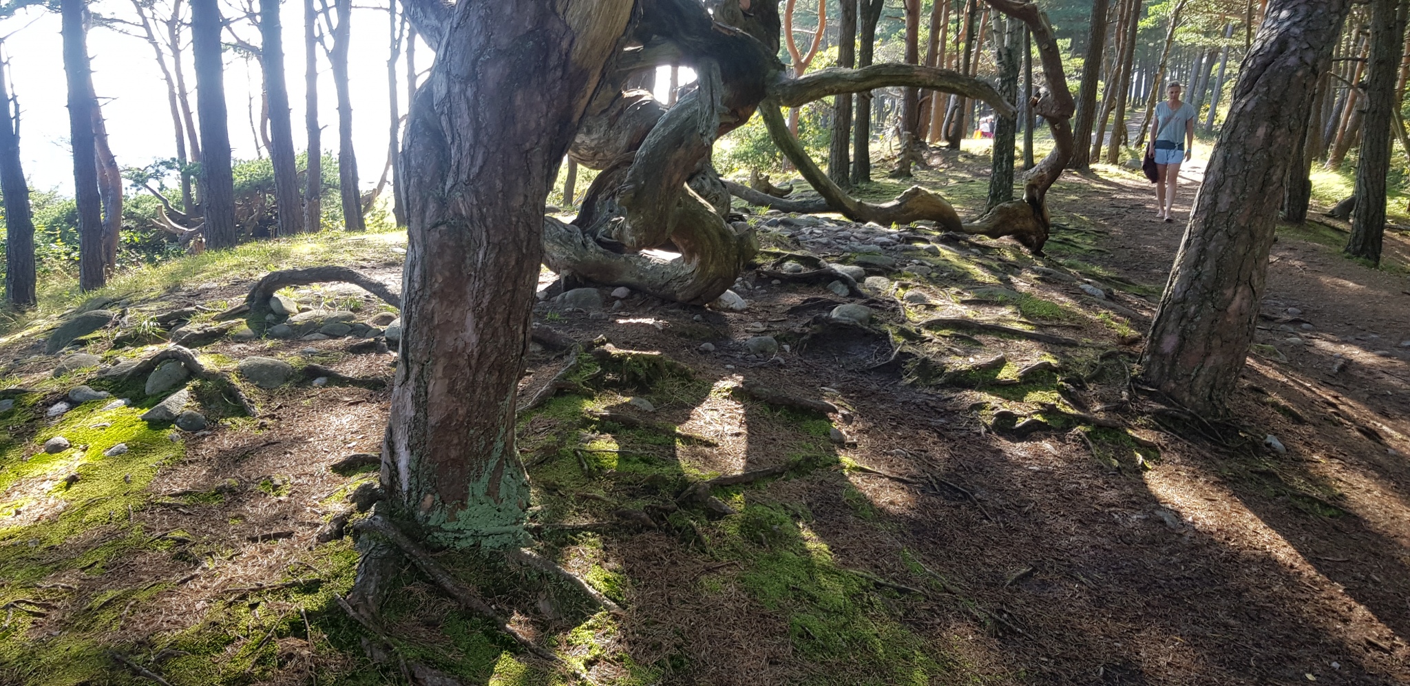 Click for full size image of Hoveodden Røyser (PID:202493) Hoveodden Røyser