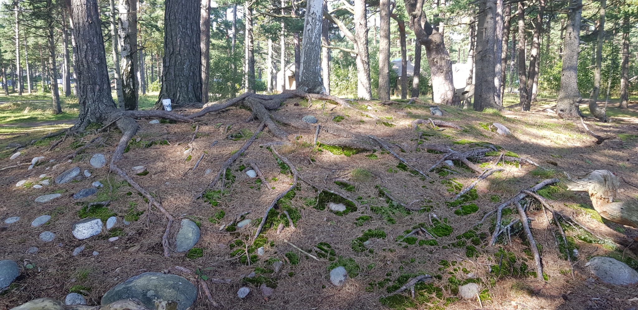 Click for full size image of Hoveodden Røyser (PID:202495) Hoveodden Røyser