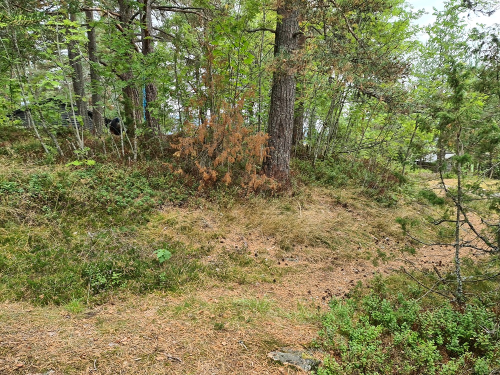 Click for full size image of Knatten (PID:250352) Knatten