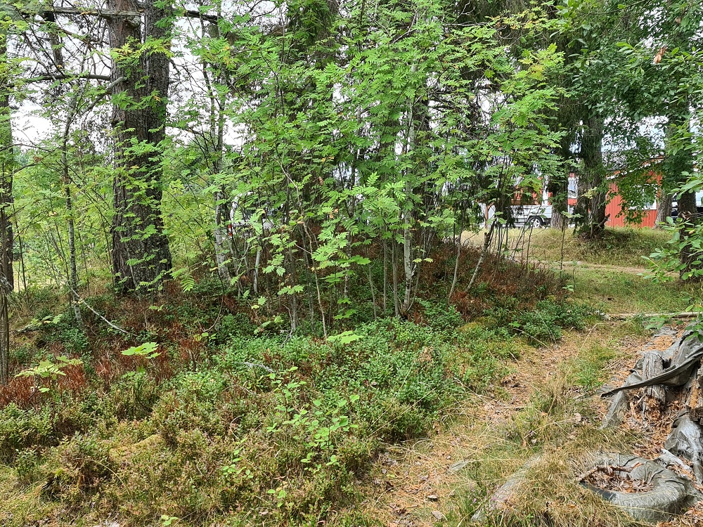 Click for full size image of Knatten (PID:250349) Knatten