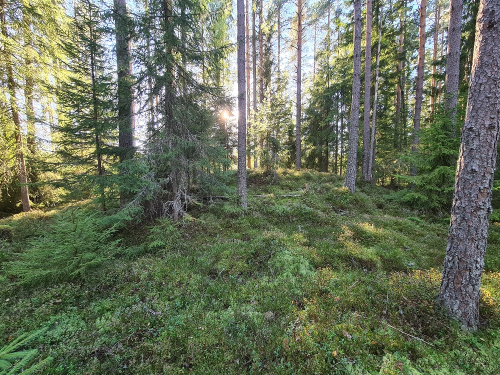 Jødal Lille (PID:250126) Jødal Lille