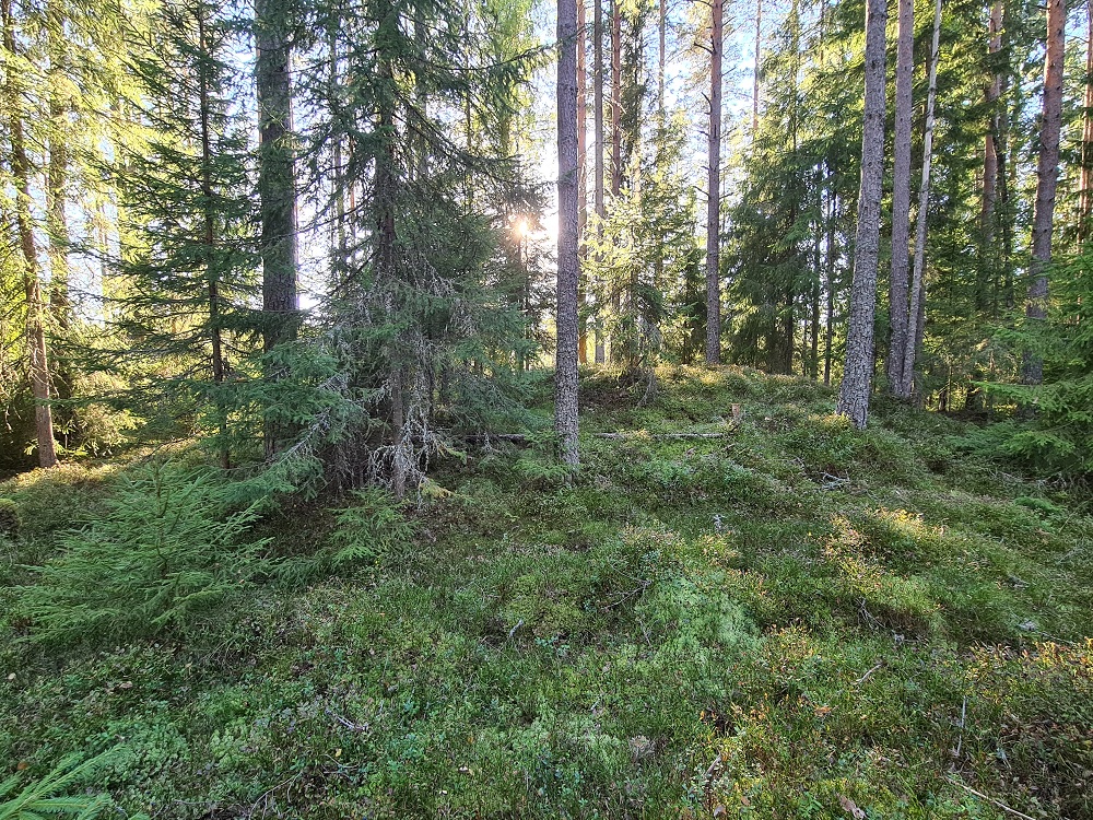 Click for full size image of Jødal Lille (PID:250131) Jødal Lille