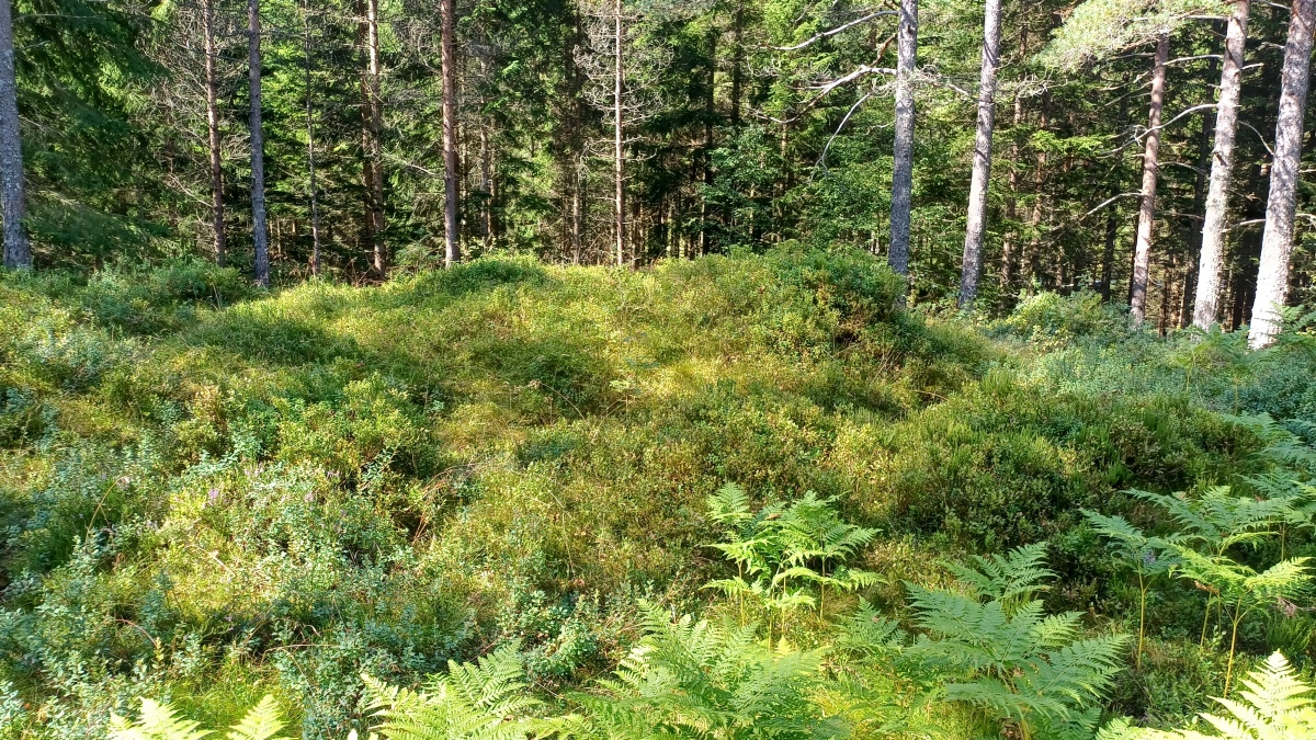 Click for full size image of Jernaldergravene på Skeidsmonan (PID:276427) Jernaldergravene på Skeidsmonan