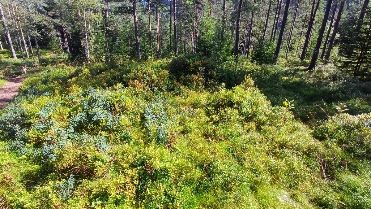 Click for full size image of Jernaldergravene på Skeidsmonan (PID:276423) Jernaldergravene på Skeidsmonan