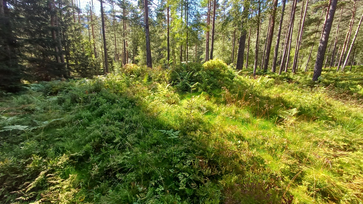 Click for full size image of Jernaldergravene på Skeidsmonan (PID:276424) Jernaldergravene på Skeidsmonan