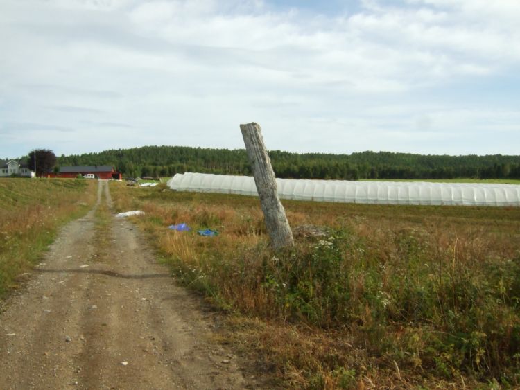 Nesje Standing Stones