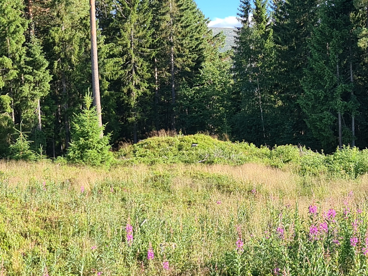 Åneshaugen-Jørstad