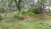 Click for full size image of Kvegjerdet (PID:170541) Kvegjerdet