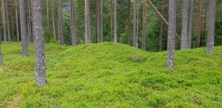 Click for full size image of Flatelandsmoen (PID:218334) Flatelandsmoen
