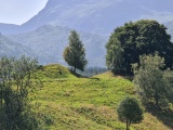 Click for full size image of Mardal (PID:234572) Mardal