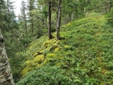 Steinsvettaberget Hillfort