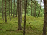 Click for full size image of Løykja Cemetery (PID:53113) Løykja Cemetery